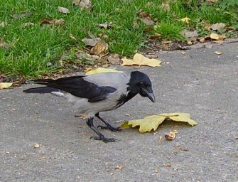 Angriff aus der Luft