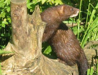 Griechenland – Nach der Befreiung durch militante Tierschüzter laufen Nerze Amok