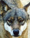 Ein Zentrum für Canis lupus
