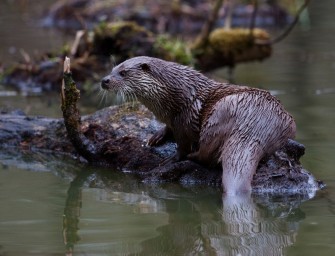 Fischotterjunge schwimmen durch Westfalen