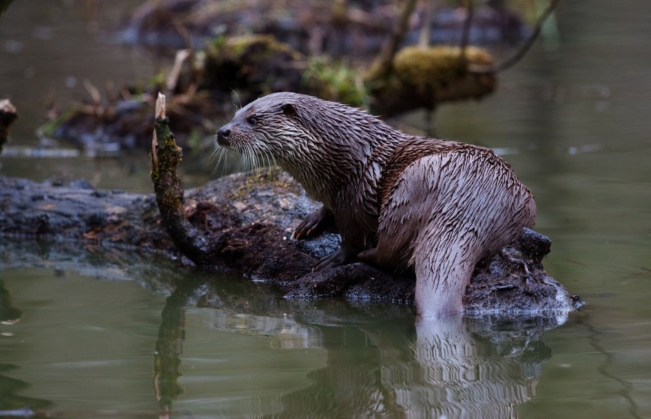 otter_adult_lwl-kriegs.jpg