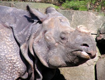 Nashorn – Wilderei in Nepal