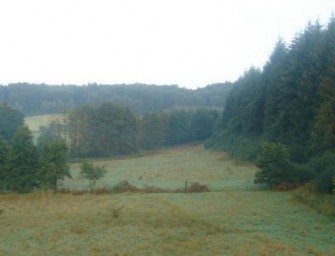 Rheinland-Pfalz bildet zertifizierte Waldpädagogen aus