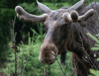 Schweden-Krimi: Ehemann unter Mordverdacht – Elch war der Täter
