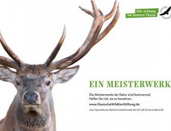 Sechste Fachtagung zum Rothirsch