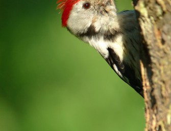 Digiscoper of the Year