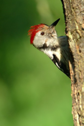 Digiscoper of the Year