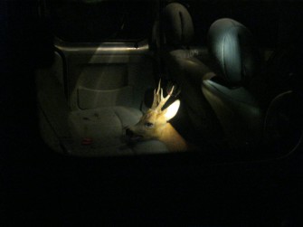 Per Anhalter zur Polizei