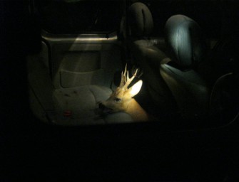 Per Anhalter zur Polizei