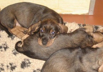 Hundswetter