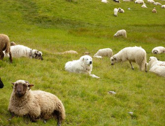 Hunde hüten Damwild