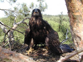 Berufsjäger skeptisch: taugt bleifrei?