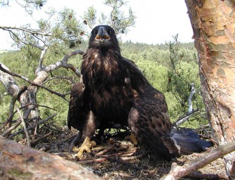Berufsjäger skeptisch: taugt bleifrei?