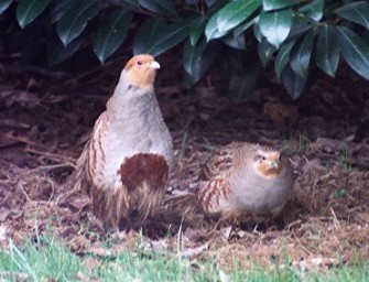 Mecklenburg-Vorpommern: Bemühungen der Jäger tragen Früchte