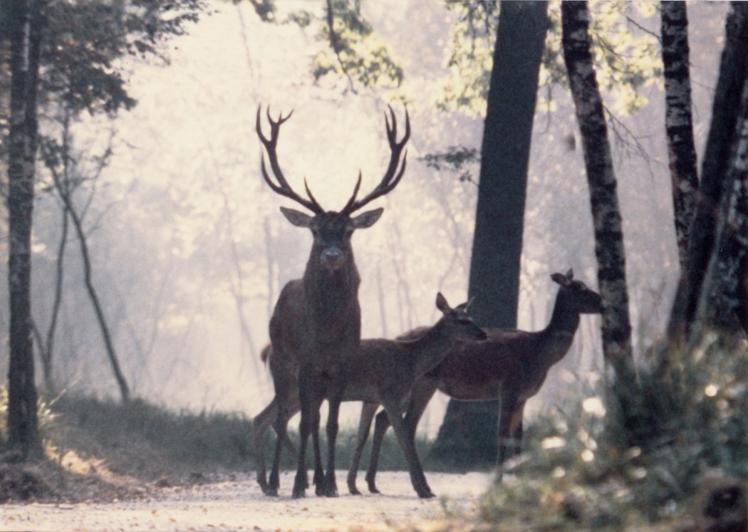 red_deers_on_a_path_in_a_forest_of_haute-normandie.jpg
