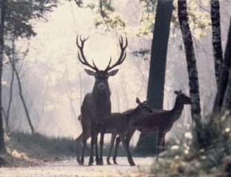Freiheit für das Wappentier