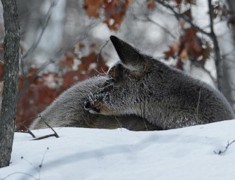 Berlin: keine Bockjagd im Winter