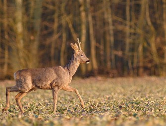 Frau Aigner macht das Fass wieder zu