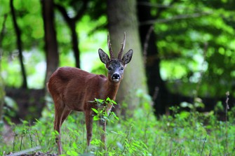 Grüne fordern Änderung des Hessischen Jagdgesetzes