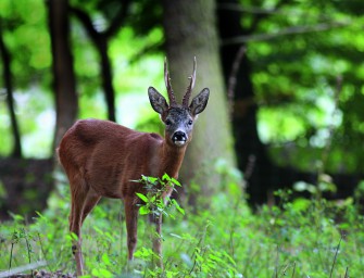 Grüne fordern Änderung des Hessischen Jagdgesetzes