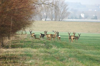 Meinungen der Verbände zur Wald-Wild Anhörung