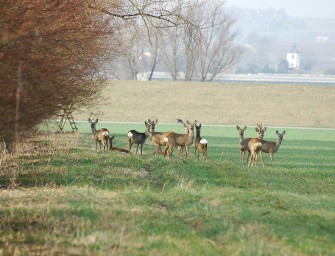 Meinungen der Verbände zur Wald-Wild Anhörung
