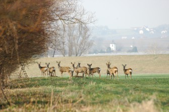 Gefährlicher Frühling