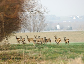 Gefährlicher Frühling