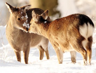 Thüringen: Notzeit ausgerufen