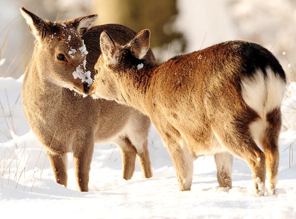 Young deer rub noses in the snow in Knol