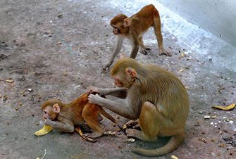 Japan: Affenjagd am Fudschijama