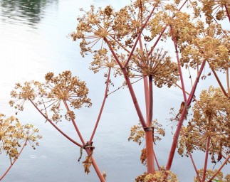 Herkulesstaude – Schön und gefährlich