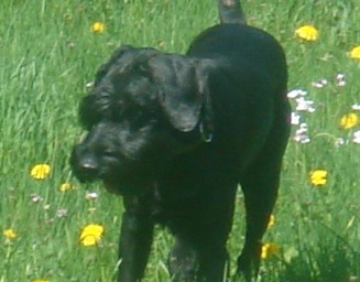 Riesenschnauzer von Tierquäler erschossen