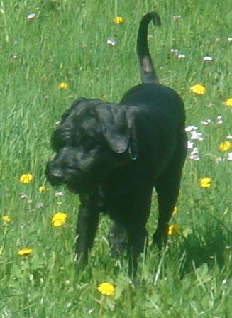 Riesenschnauzer von Tierquäler erschossen