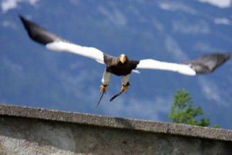 Riesenseeadlerzucht in Österreich