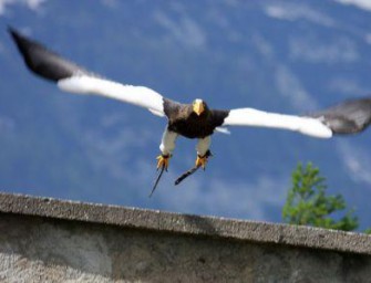 Riesenseeadlerzucht in Österreich