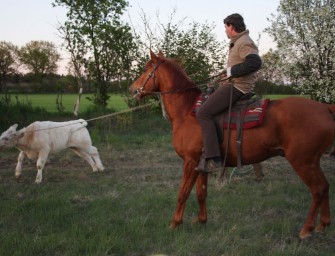 Jagd in Wildwest-Manier im Hamdorfer Forst