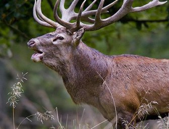 Tscheche röhrt am besten