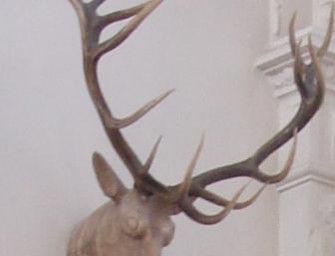 Rotwildbejagung in Tirol – Abschussplan stark erhöht