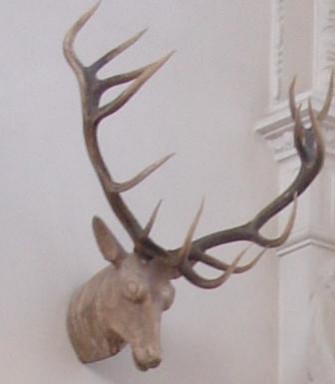 Rotwildbejagung in Tirol – Abschussplan stark erhöht