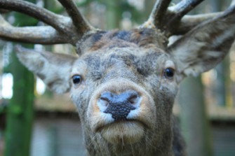 Die Brunft hautnah miterleben