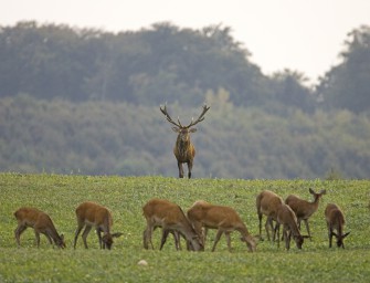 Wildtier-Stiftung tadelt Saarland