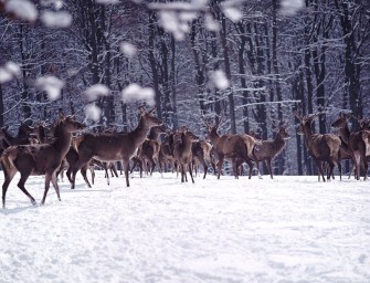 Hirsche als TBC-Überträger verdächtigt