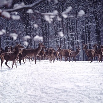 Hirsche als TBC-Überträger verdächtigt