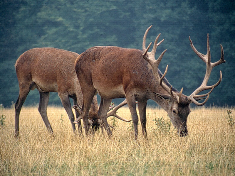 rotwildhochwildparkreinland.jpg