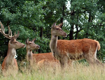 Tuberkulose-Gefahr: Rotwild droht Massen-Abschuss