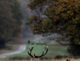 Lesermeinung zum Gutachten Wald-Wild-Konflikt