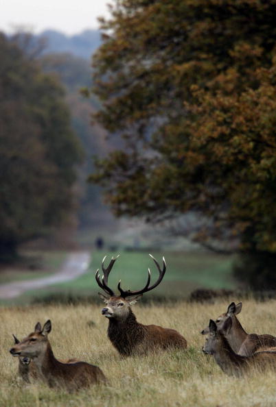 A stag rests with other deer in Richmond