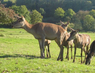 Regierung Niederbayerns erlaubt Rotwildabschuss in Wintergattern