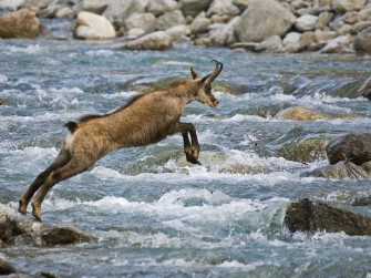 Spektakulärer Gamssprung wird Foto des Monats
